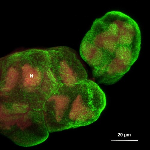 CIL:25367, Maize mosaic virus, Peregrinus maidis, secretory cell