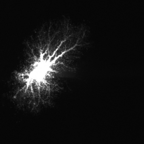 CIL:36301, Rattus, astrocyte