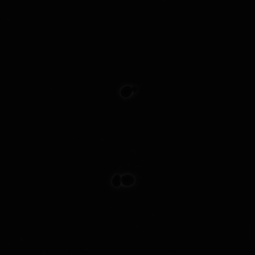 CIL:35824, Saccharomyces cerevisiae