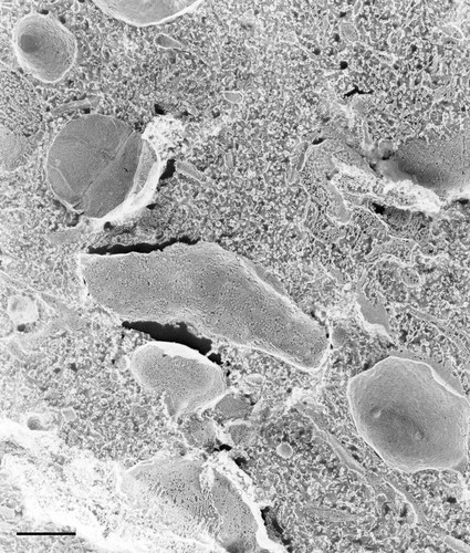 CIL:36628, Paramecium multimicronucleatum, cell by organism, eukaryotic cell, Eukaryotic Protist, Ciliated Protist