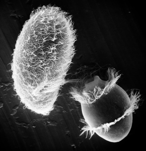 CIL:21993, Didinium nasutum, Paramecium sp., cell by organism, eukaryotic cell, Eukaryotic Protist, Ciliated Protist