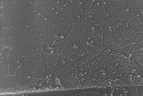 CIL:4657, Oryctolagus cuniculus, skeletal muscle cell