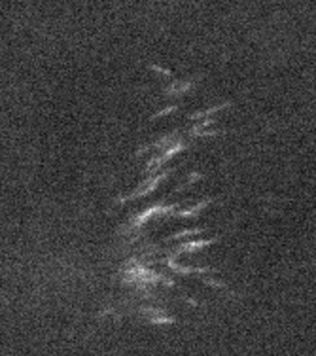 CIL:40267, Sus scrofa domestica, kidney epithelial cell