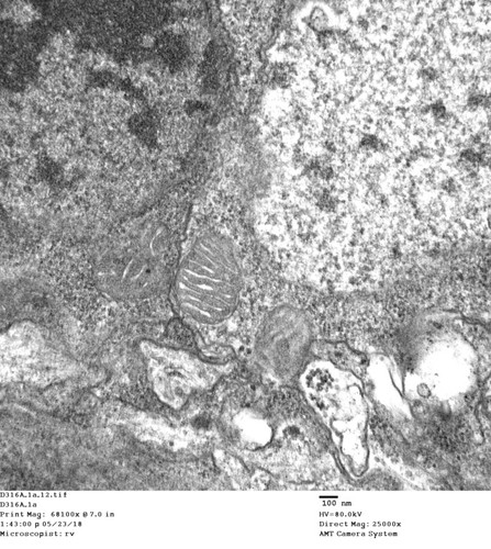 CIL: 50782, Drosophila melanogaster