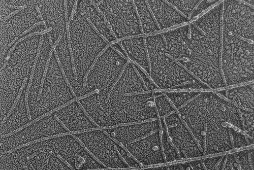 CIL:6273, Oryctolagus cuniculus, skeletal muscle cell