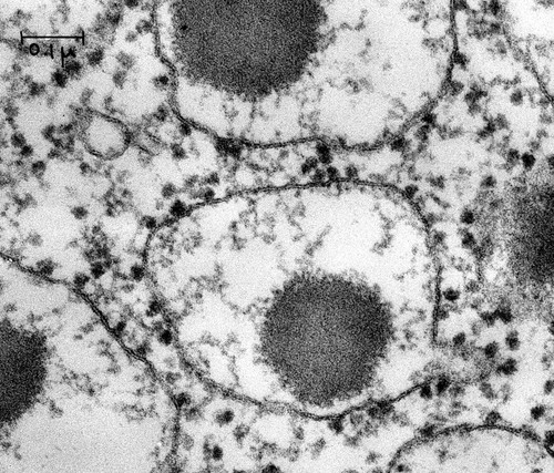 CIL:37234, Cavia porcellus, epithelial cell of pancreas