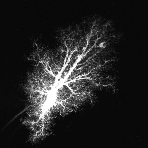 CIL:36351, Rattus norvegicus, astrocyte, astrocyte of the hippocampus