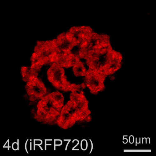 CIL: 54805, Homo sapiens, SBAD2 human iPSC line