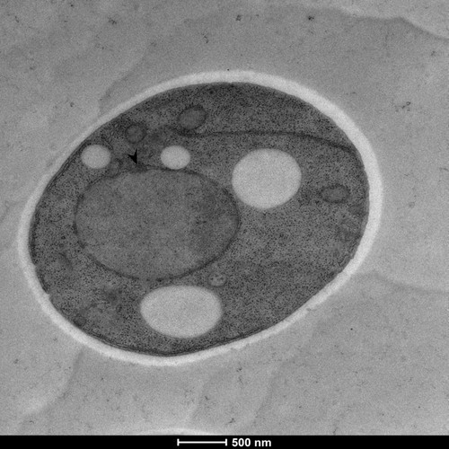 CIL: 50842, Saccharomyces cerevisiae (baker's yeast, budding yeast), Mixed population of S. cerevisiae cells