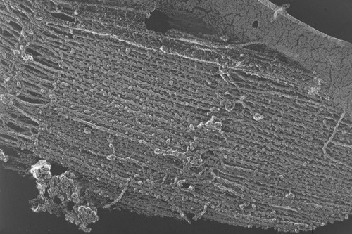 CIL:6555, Oryctolagus cuniculus, skeletal muscle cell