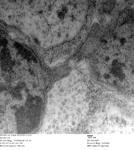 CIL: 50753, Drosophila melanogaster