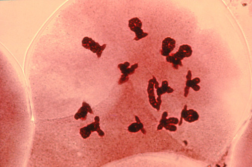 CIL: 54553, Lilium longiflorum, reproductive cell (microsporocyte)