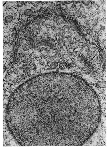 CIL:11380, Macaca mulatta, epithelial cell