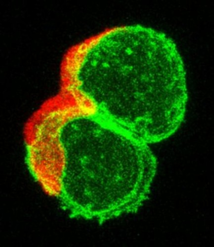 CIL:12009, Danio rerio, mucus secreting cell, immune cell