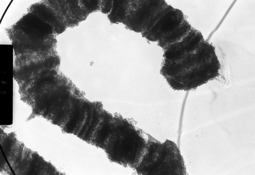 CIL:25503, Drosophila melanogaster, salivary gland