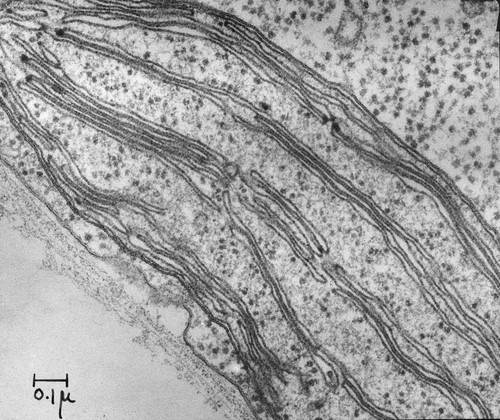 CIL:41049, Chlamydomonas reinhardtii