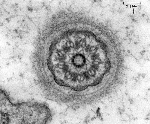 CIL:37260, Chlamydomonas reinhardtii