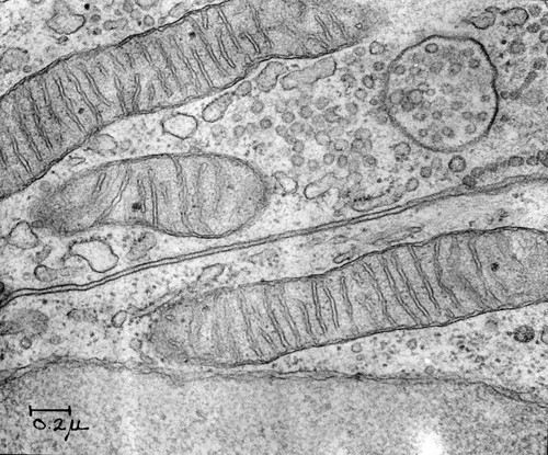 CIL:37196, Cavia porcellus, uterus cell