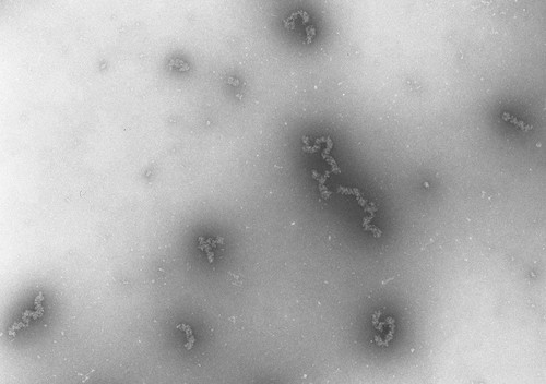 CIL:704, Necturus maculosus, nucleate erythrocyte