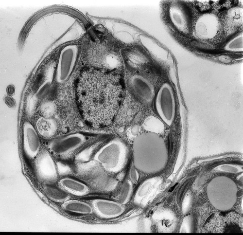 CIL:9526, Chlamydomonas reinhardtii, plant cell