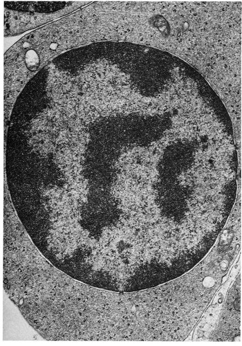 CIL:10978, Cavia porcellus, plasma cell