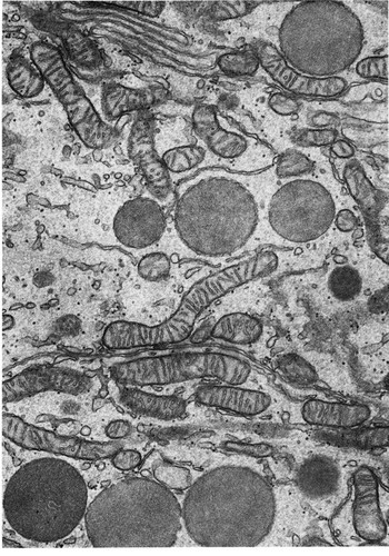 CIL:10843, Spermophilus citellus, epithelial cell