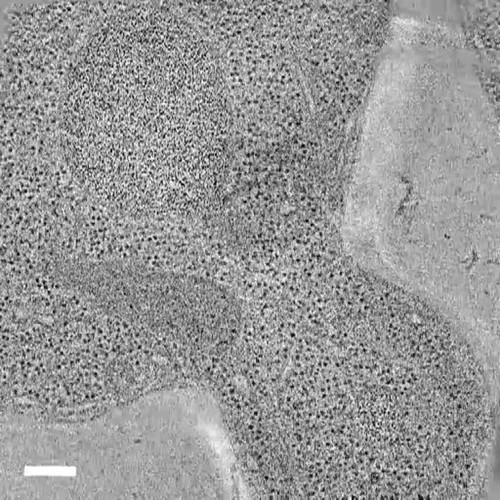 CIL:26313, Saccharomyces cerevisiae