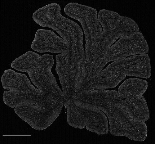 CIL:39960, Rattus norvegicus, Purkinje cell, astrocyte, cerebellar granule cell