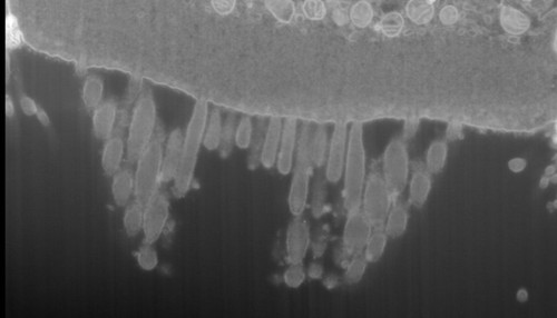CIL: 50706, FIB-SEM Dataset of anti-PKHD1L1 Immuno-Gold Labeled Outer Hair Cell Stereocilia Bundles: 4.3_Cell_4_Raw_Image_Stack