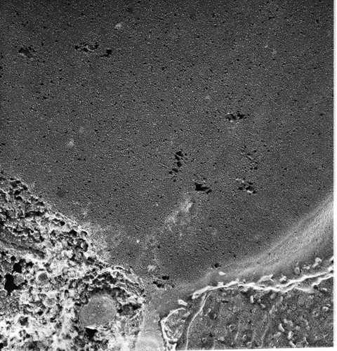 CIL:13128, Paramecium multimicronucleatum, cell by organism, eukaryotic cell, Eukaryotic Protist, Ciliated Protist