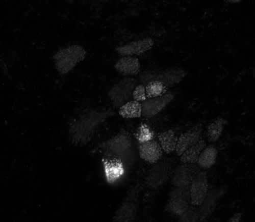 CIL:10060, Mus musculus, tracheal epithelial cell