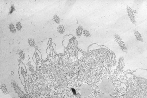 CIL:34742, Tetrahymena pyriformis, cell by organism, eukaryotic cell, Eukaryotic Protist, Ciliated Protist