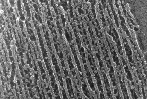 CIL:914, Oryctolagus cuniculus, skeletal muscle cell