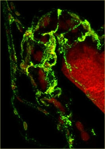 CIL:12582, Spiroplasma kunkelii, Dalbulus maidis, epithelial cell, prokaryotic cell