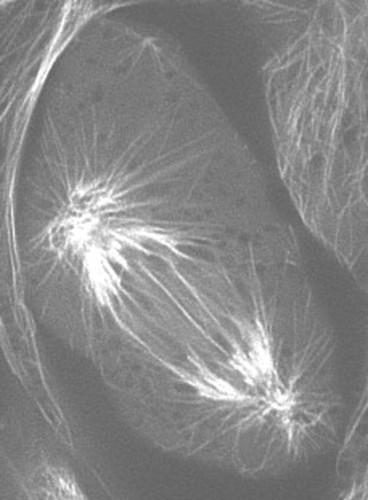 CIL:40268, Sus scrofa domestica, kidney epithelial cell