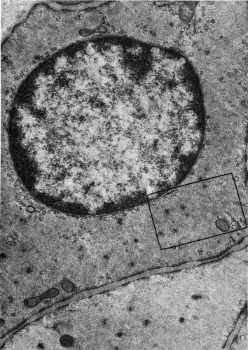 CIL:36064, Mus musculus, smooth muscle cell