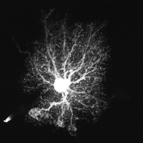 CIL:36325, Rattus, astrocyte