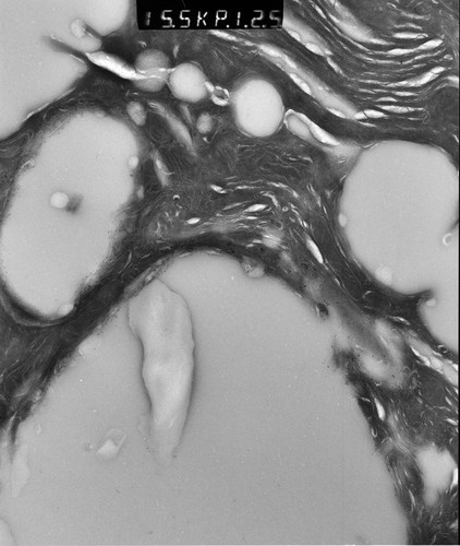 CIL:12903, Rattus rattus, glandular epithelial cell, milk secreting cell, mammary alveolar cell