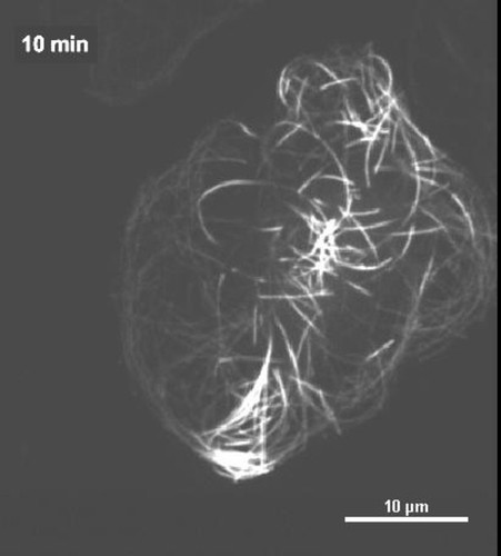 CIL:40668, Drosophila melanogaster