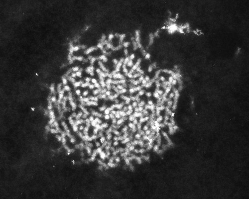 CIL:771, Patiria miniata, sperm