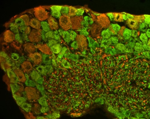 CIL:111, Mus musculus, sensory neuron