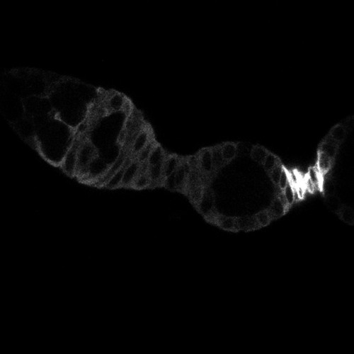 CIL:13752, Drosophila melanogaster, germ line cell, follicle cell, germ line stem cell, follicle stem cell