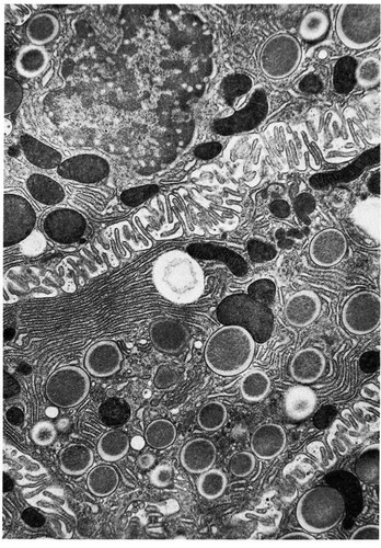 CIL:11118, Gerbillinae, epithelial cell