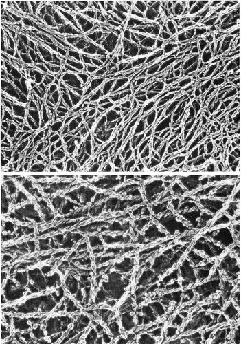 CIL:36073, Mus musculus, fibroblast