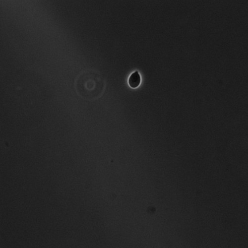 CIL:39646, Saccharomyces cerevisiae