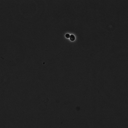 CIL:39648, Saccharomyces cerevisiae