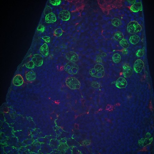 CIL: 54666, Drosophila melanogaster, astrocytes (red)