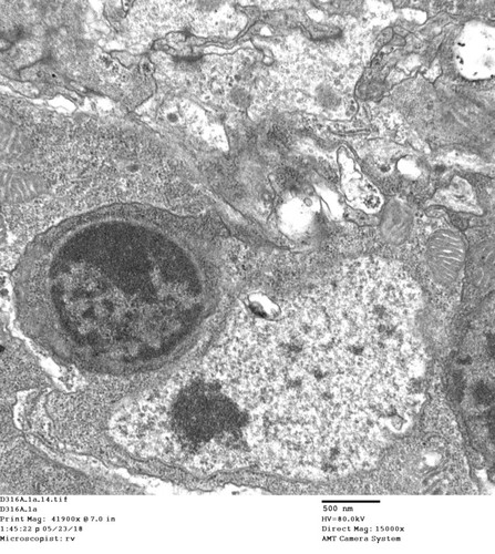 CIL: 50784, Drosophila melanogaster