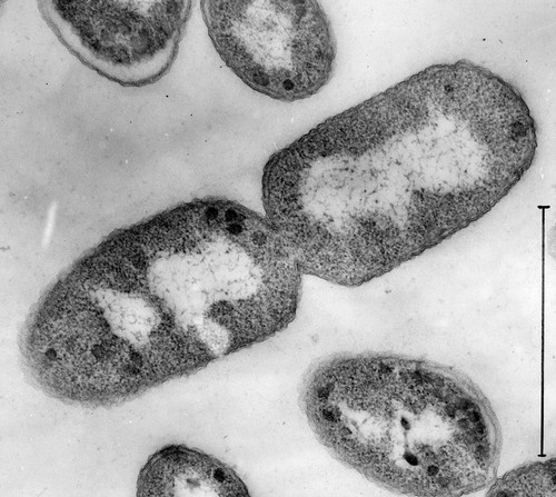 CIL:37254, Escherichia coli