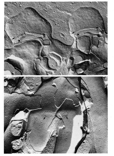 CIL:10914, Macaca mulatta, retinal cone cell, retinal bipolar neuron, horizontal cell